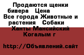 Продаются щенки бивера › Цена ­ 25 000 - Все города Животные и растения » Собаки   . Ханты-Мансийский,Когалым г.